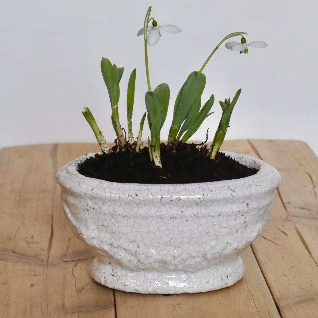 Ivory Shabby Chic Spring Bulb Planter