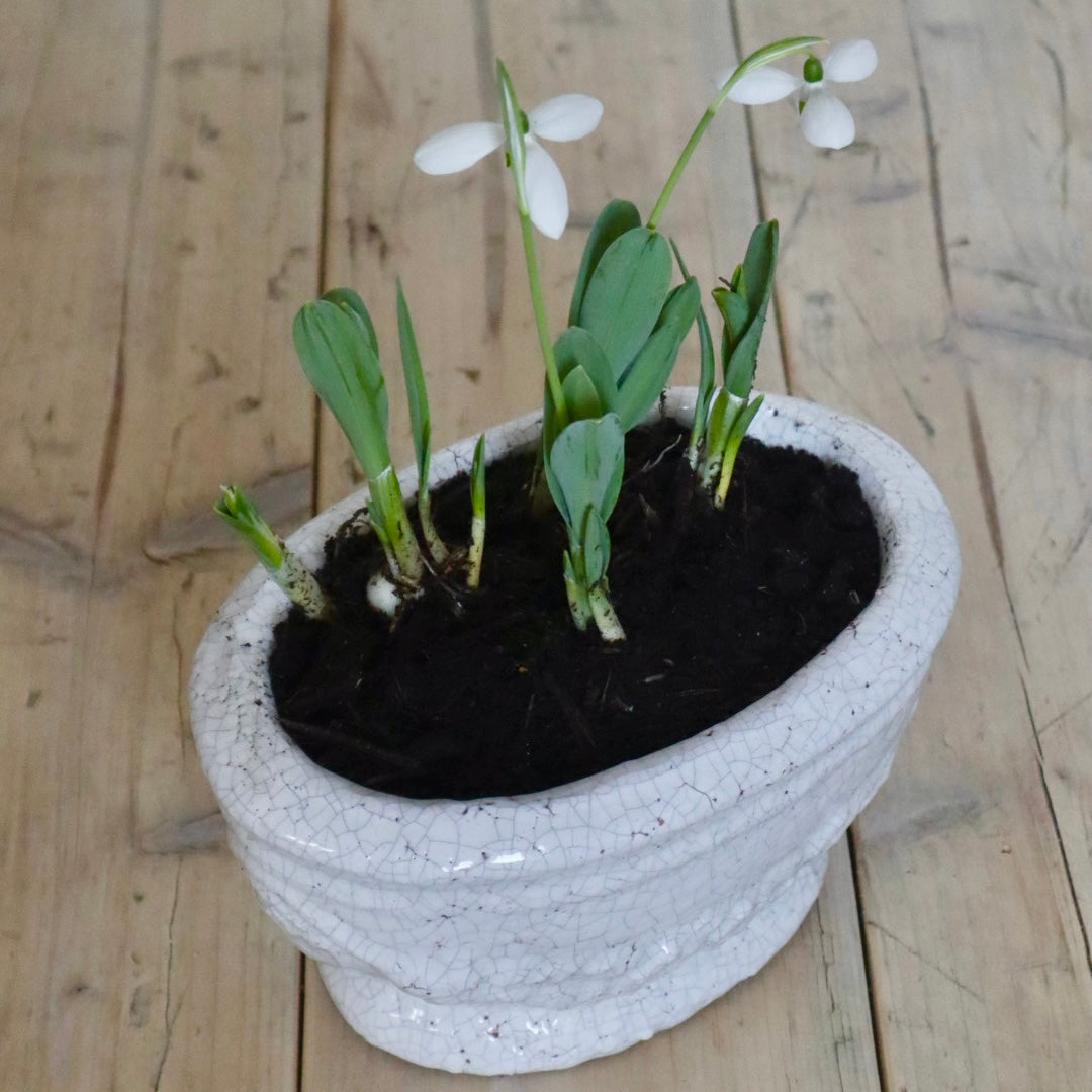 Ivory Shabby Chic Spring Bulb Planter