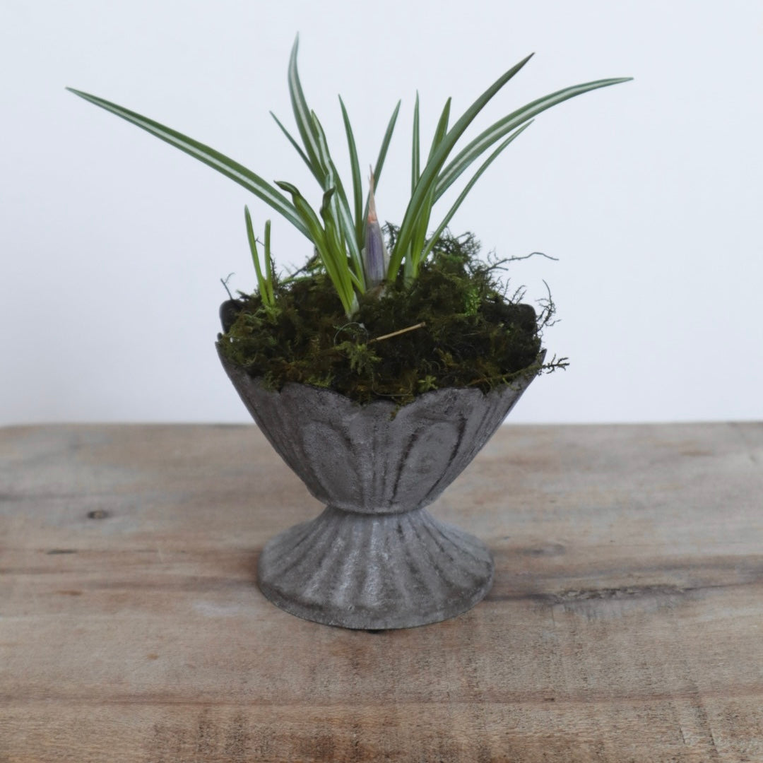Mini Spring Bulb Planter
