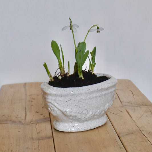 Ivory Shabby Chic Spring Bulb Planter